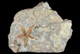 Ordovician Starfish (Petraster?) Fossil - Morocco #173709-1